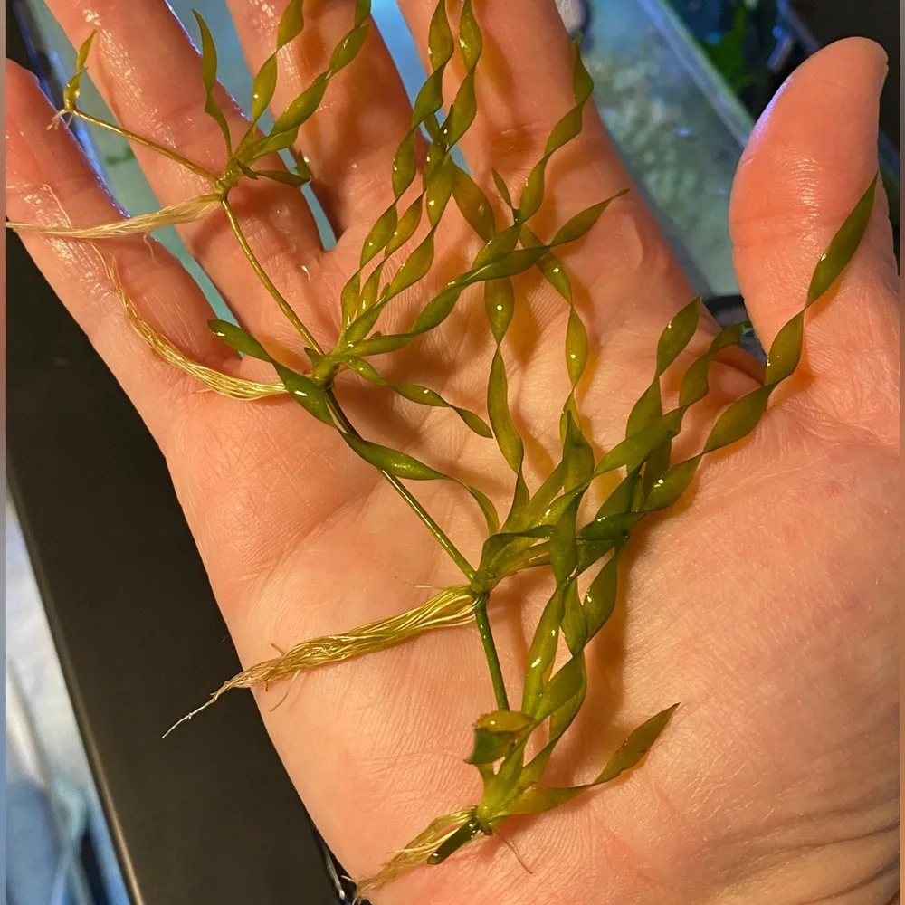Live Aquarium Plants: Corkscrew Valisenaria